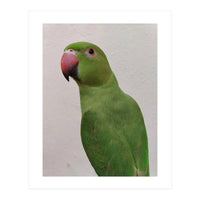 Cute Indian Parakeet (Print Only)