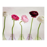 Ranunkulus (Print Only) thumbnail