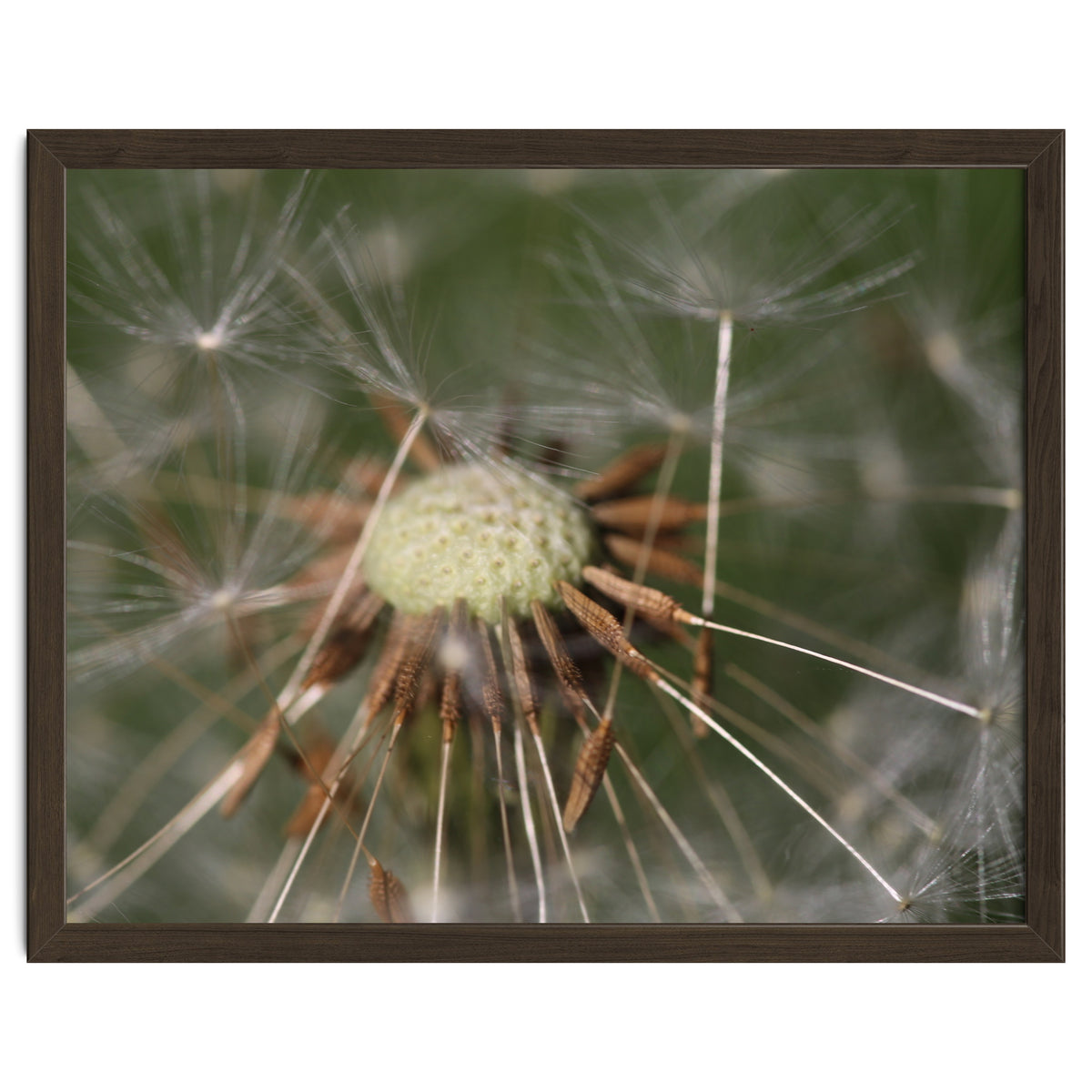 Dandelion Seeds