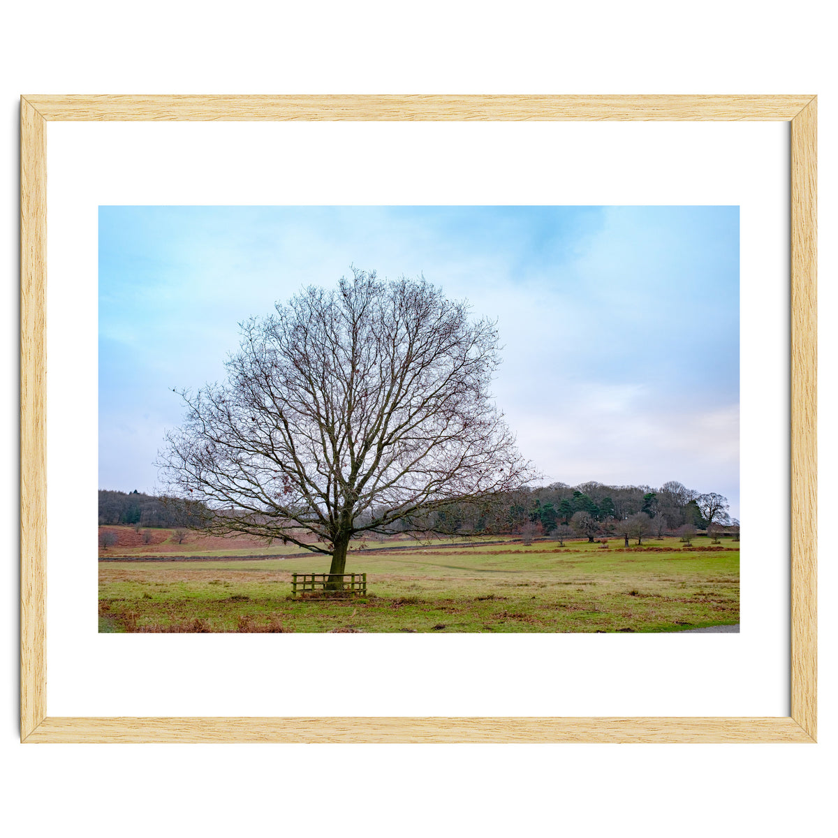 Young Oak Tree in Winter
