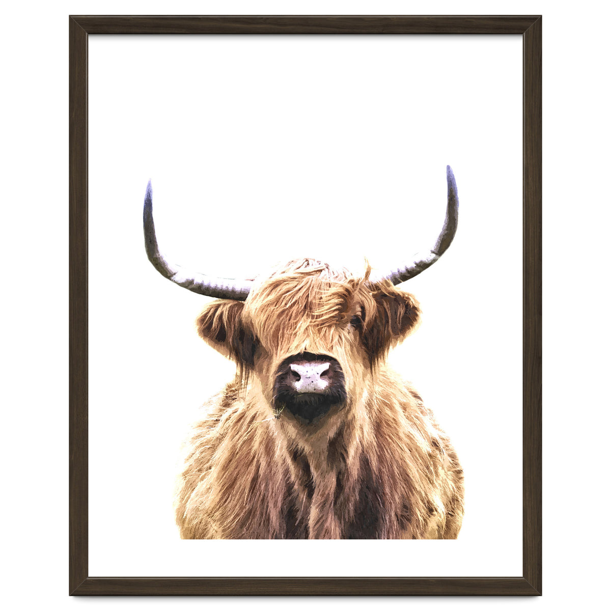 Highland Cow Portrait