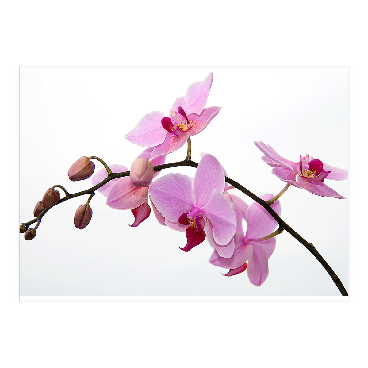 Orchidee (Print Only)