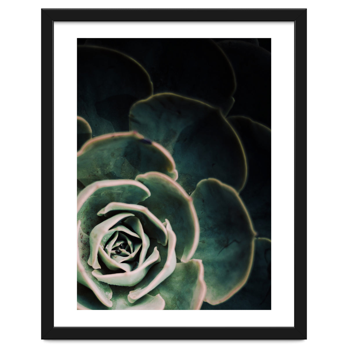 Darkside Of Succulents 4-C