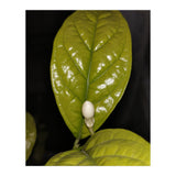 Jasmine Flower Fragrance (Print Only) thumbnail