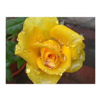 Yellow Rose with Dew Drops (Print Only)