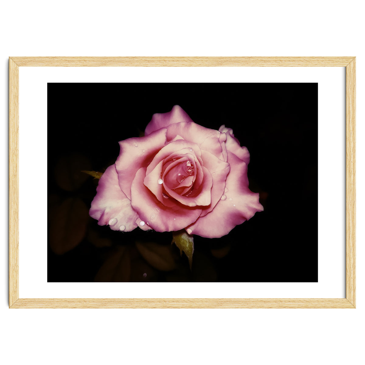 Satin Rose