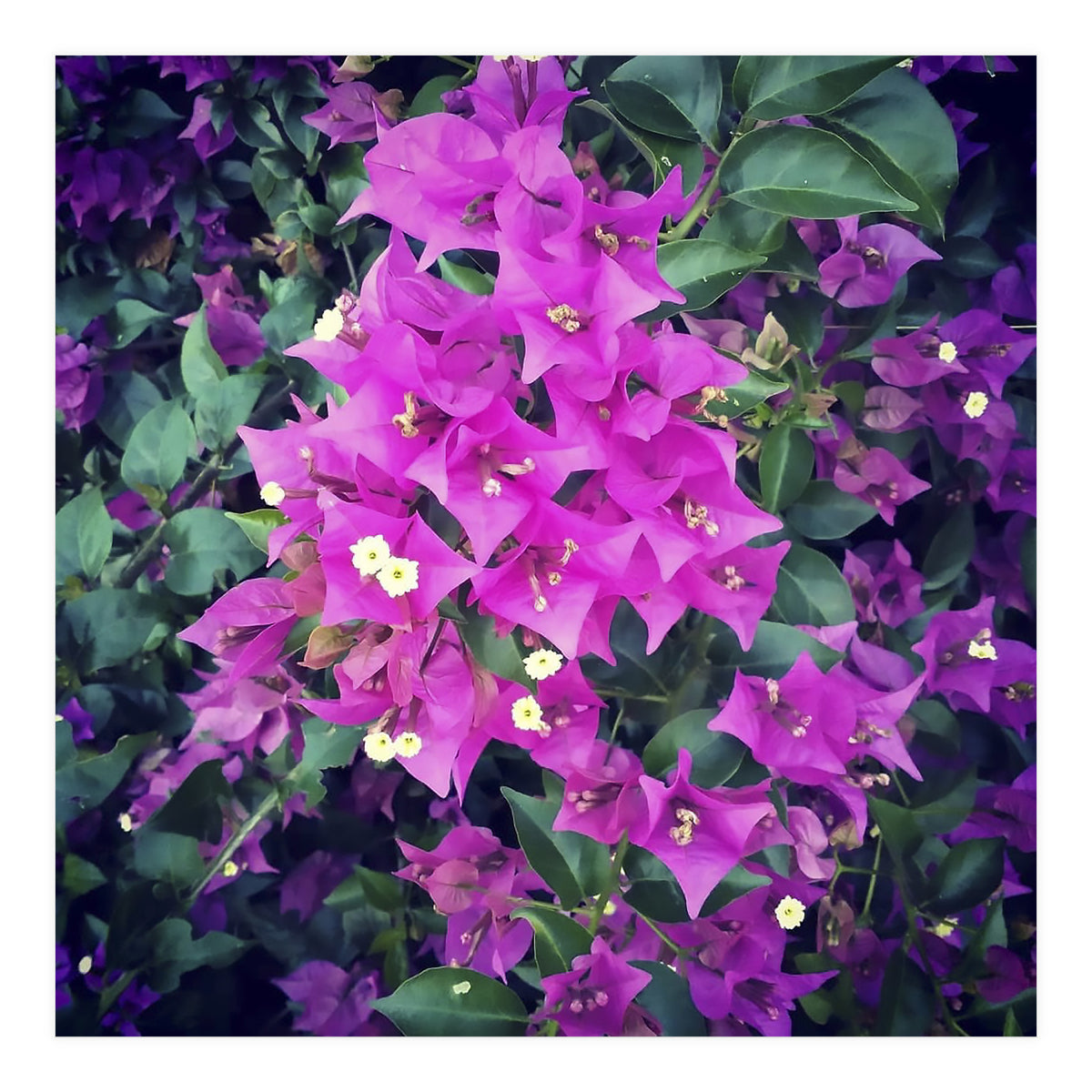 Purple Flowers (Print Only)