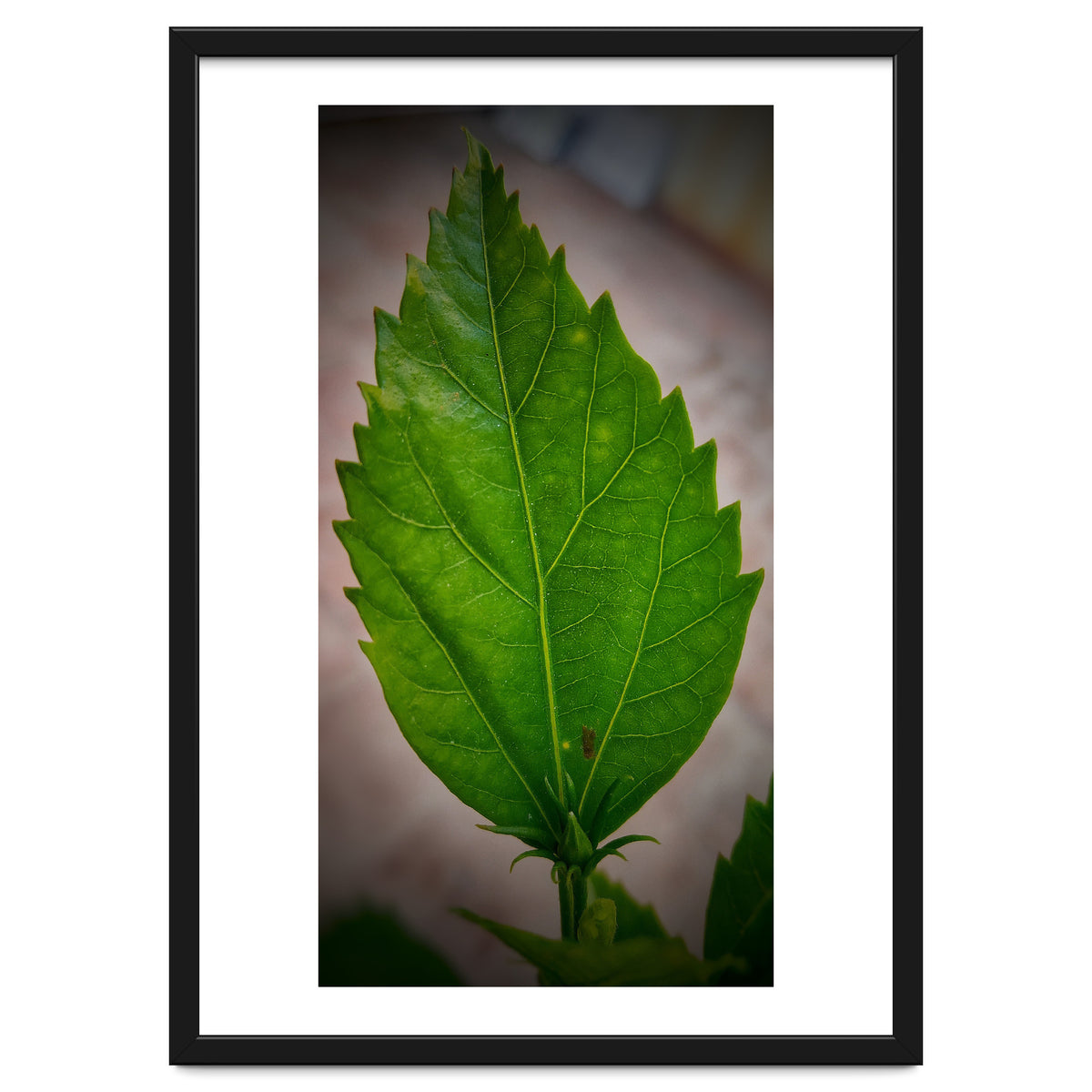 Hibiscus Plant Petal