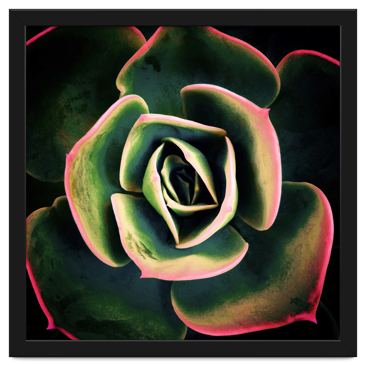 DARKSIDE OF SUCCULENTS XV