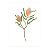 Banksia Flowers (Print Only) thumbnail