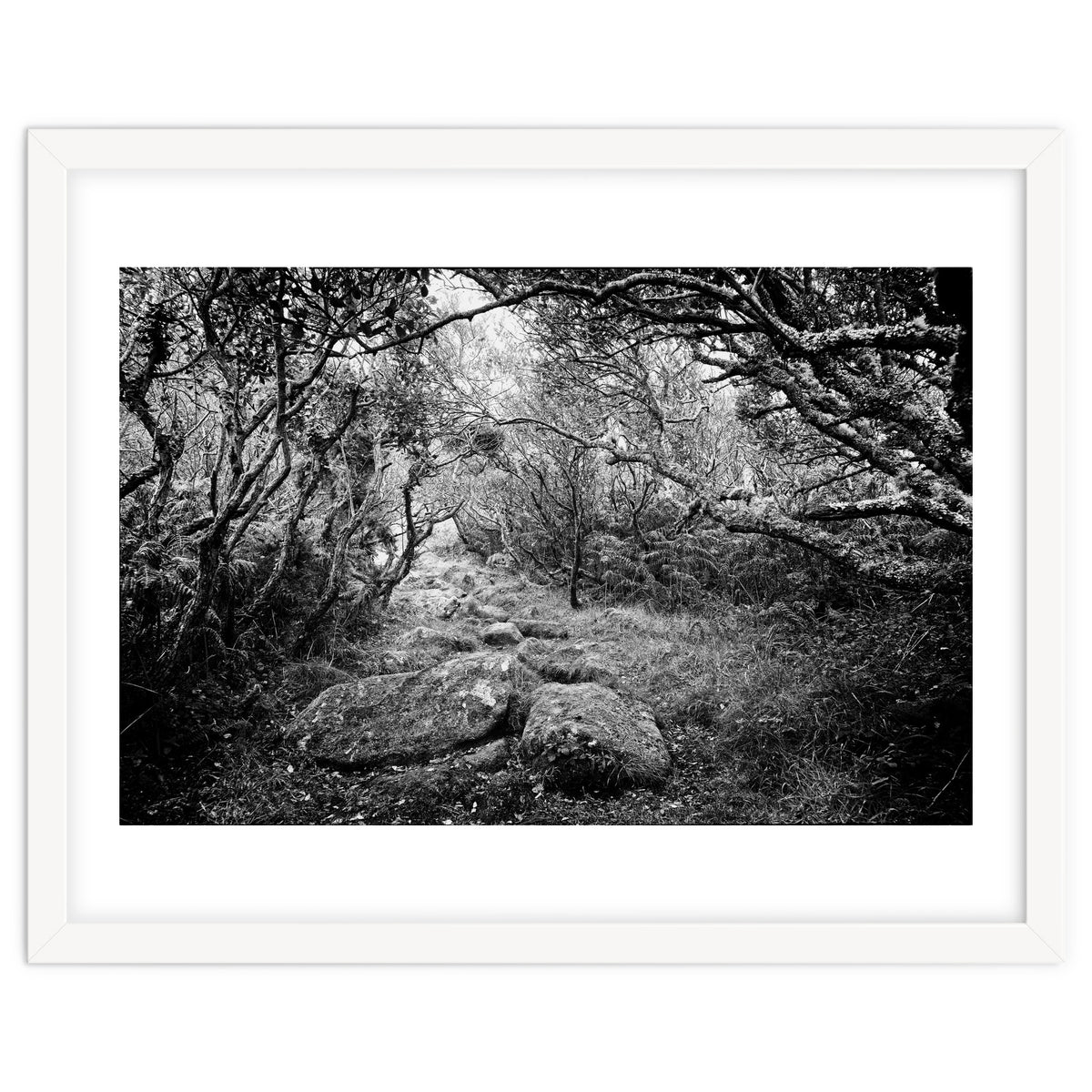 Undergrowth in black and white