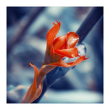 Ginger Flower (Print Only) thumbnail