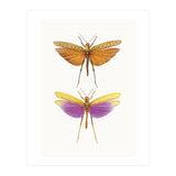Cc Insects 01 (Print Only) thumbnail