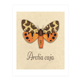 Garden tiger moth illustration (Print Only) thumbnail