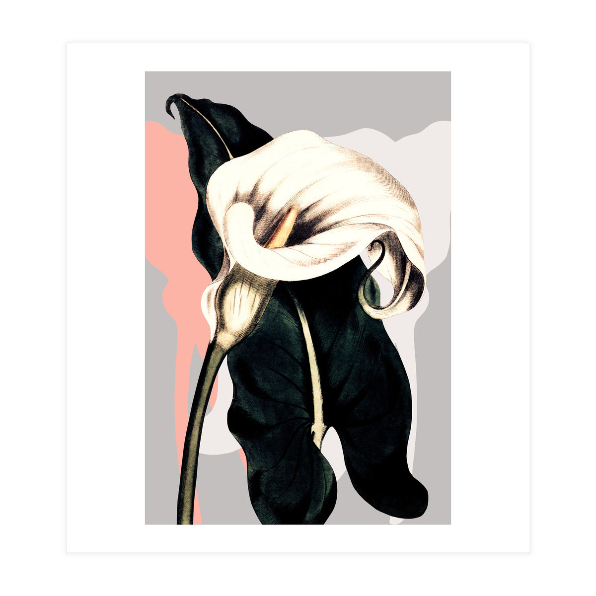 Calla lily flower (Print Only)