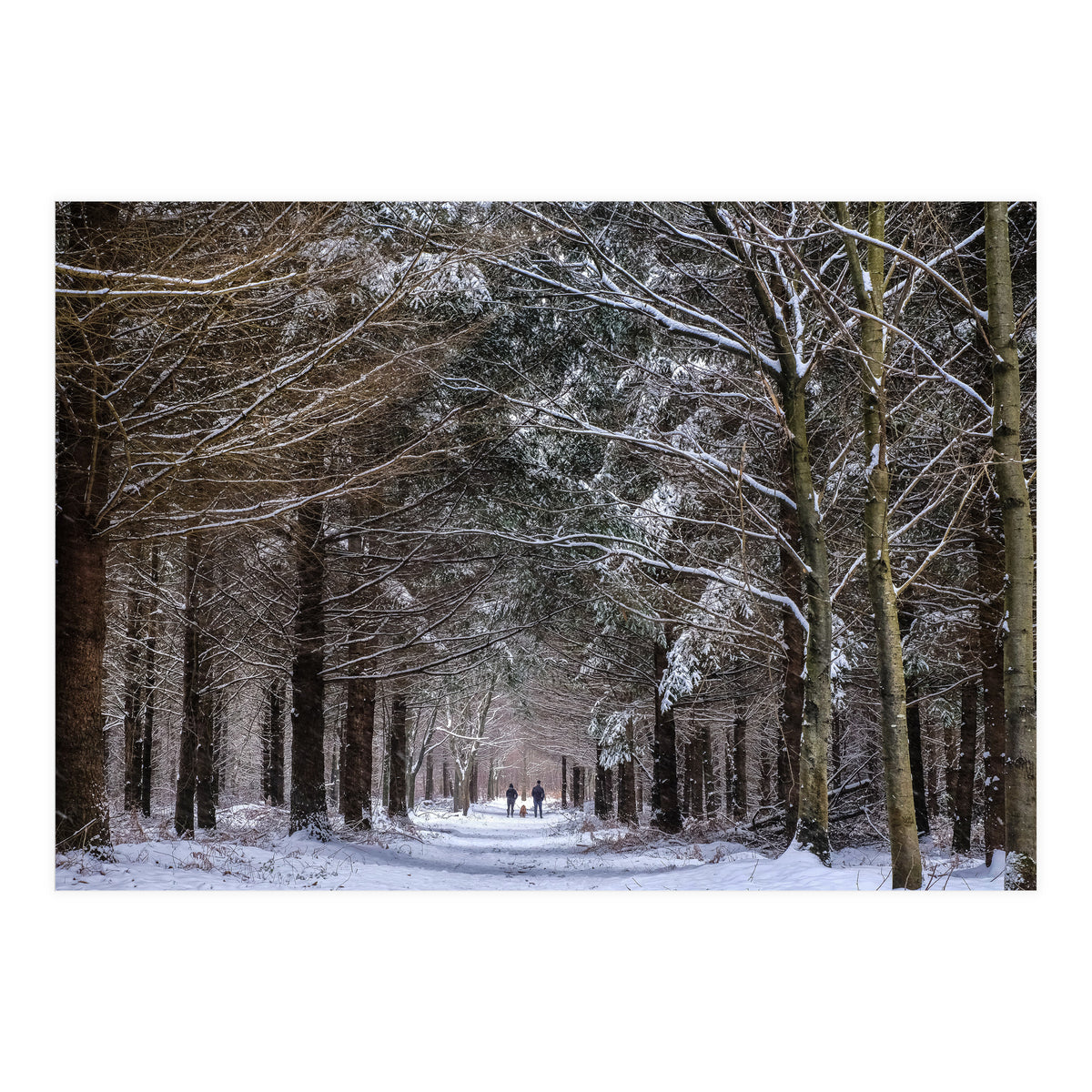 Dog Walkers in the Snow.  Heath Warren - Hampshire (Print Only)