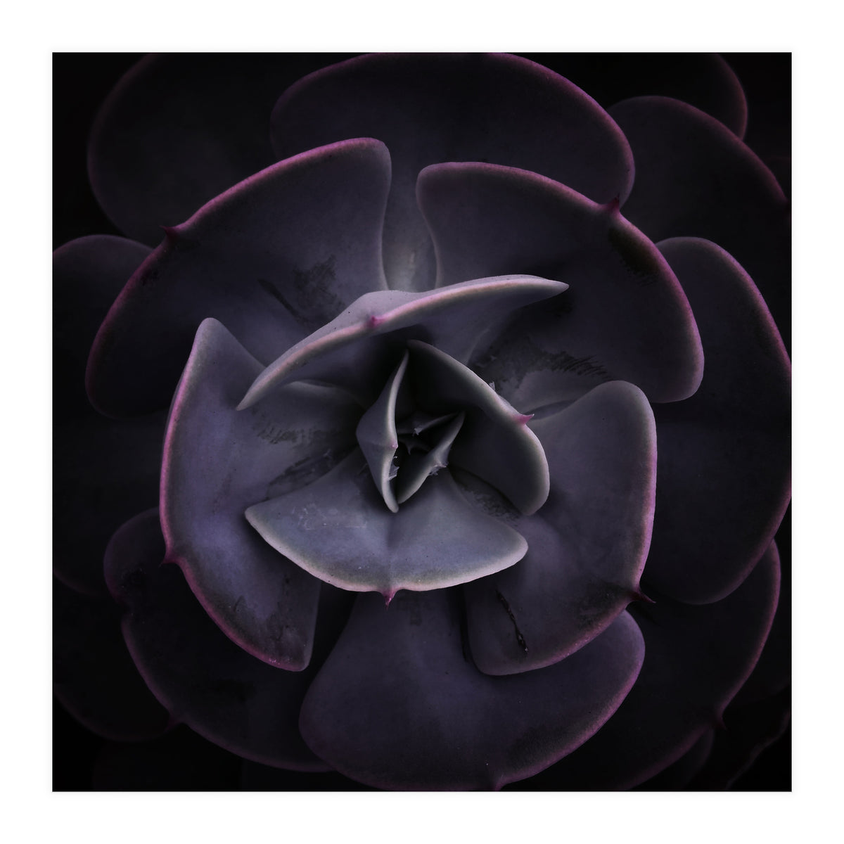 DARKSIDE OF SUCCULENTS VIII (Print Only)