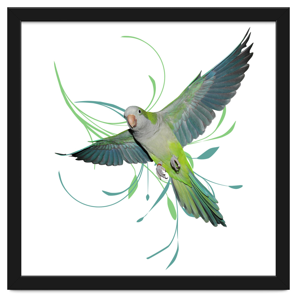 Flying quaker parrot