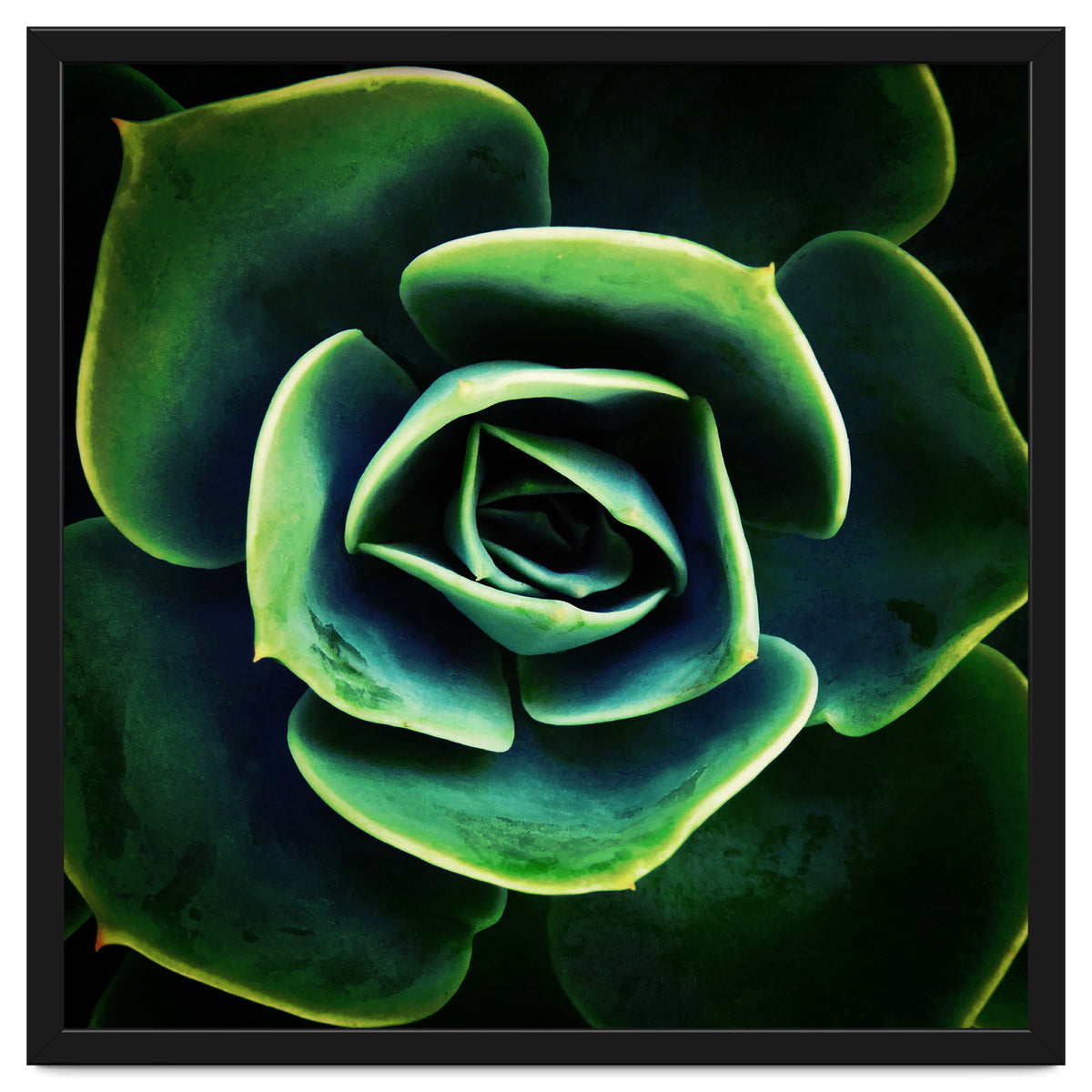 DARKSIDE OF SUCCULENTS XIV