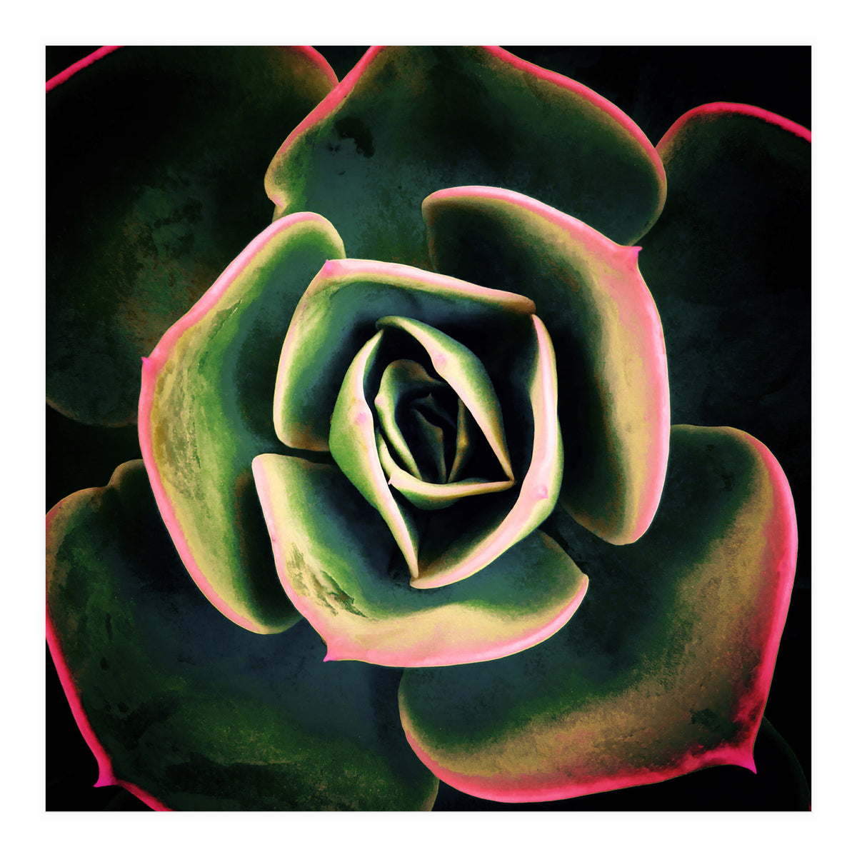 DARKSIDE OF SUCCULENTS XV (Print Only)
