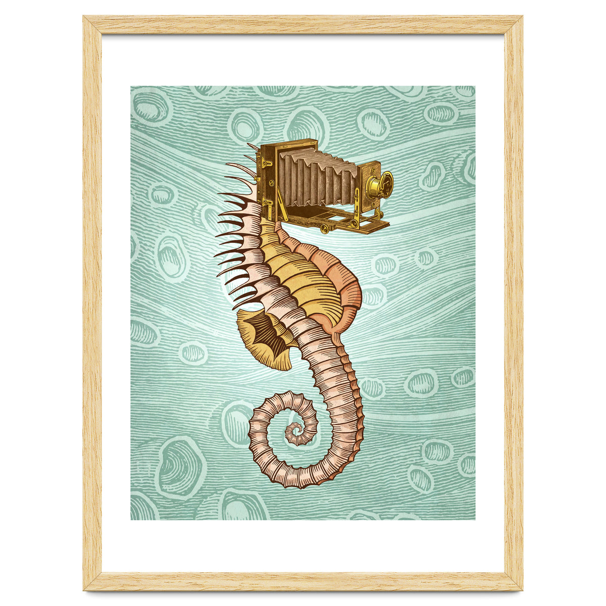 Hippocampus Camerarum