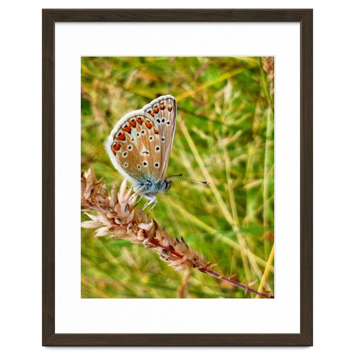 Butterfly in the meadow