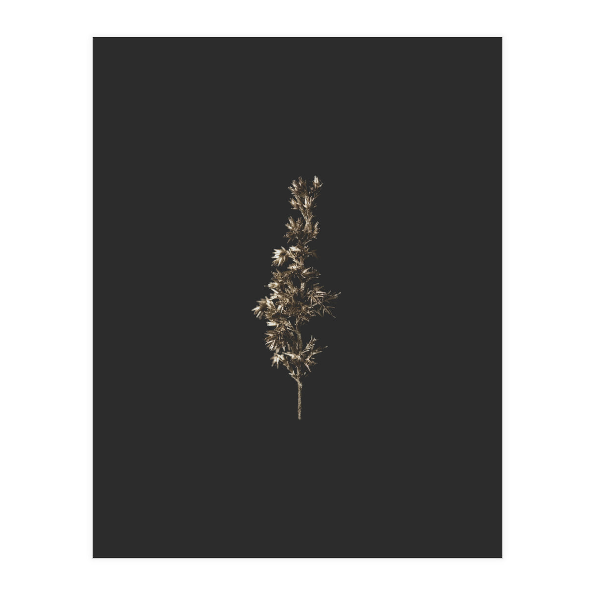 Gold Rush Botanicals (Print Only)