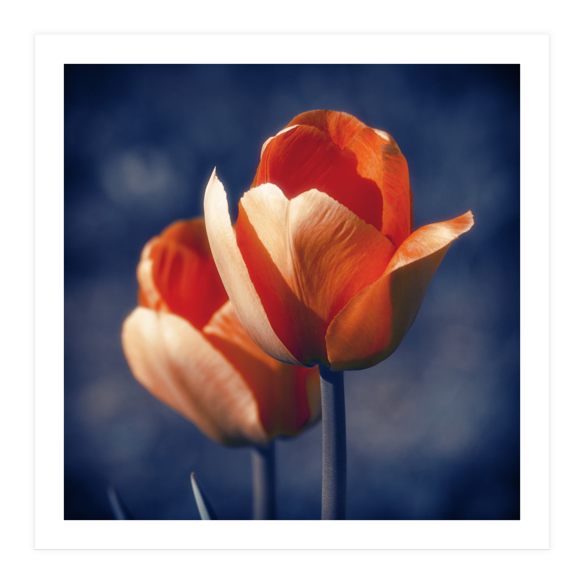 Tulips Flowers (Print Only)