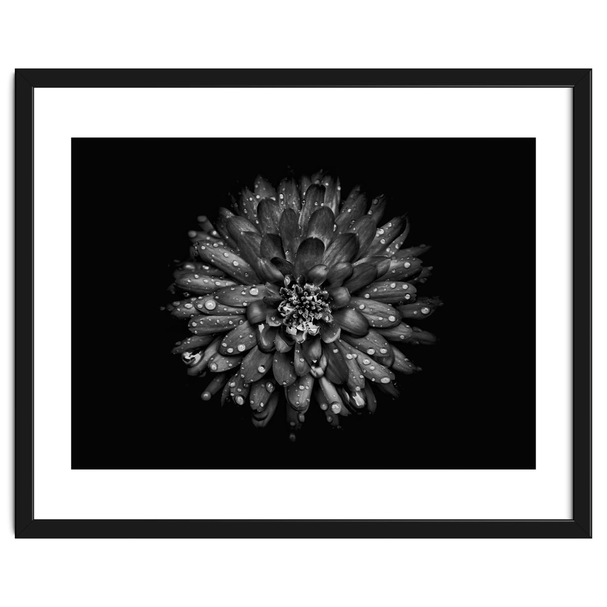 Backyard Flowers In Black And White No 45