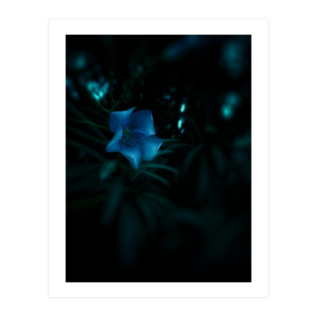 Shining Blue Floral (Print Only)