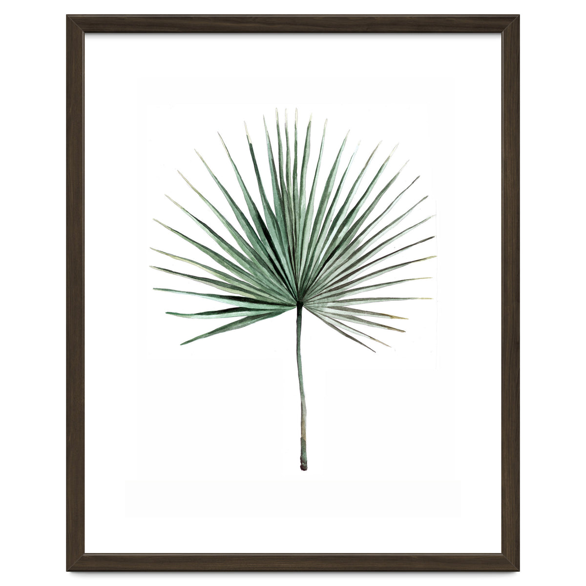 Botanical Illustration Fanpalm