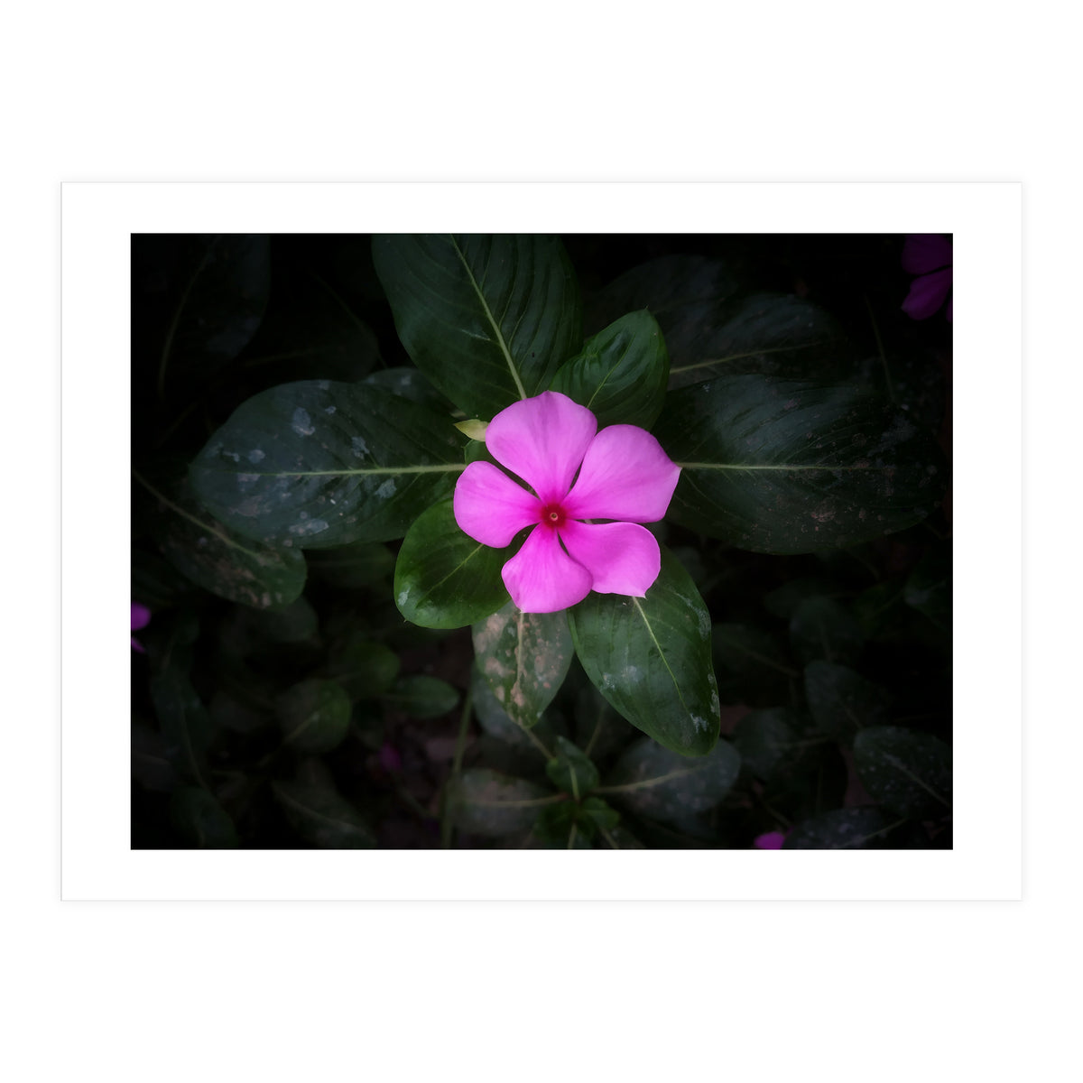 Floral vibes (Print Only)