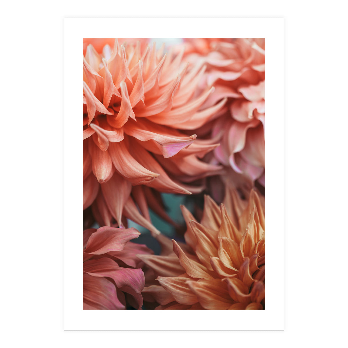 Vintage Dahlia  (Print Only)