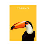 Toucan (Print Only) thumbnail