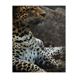 Leopard (Print Only) thumbnail