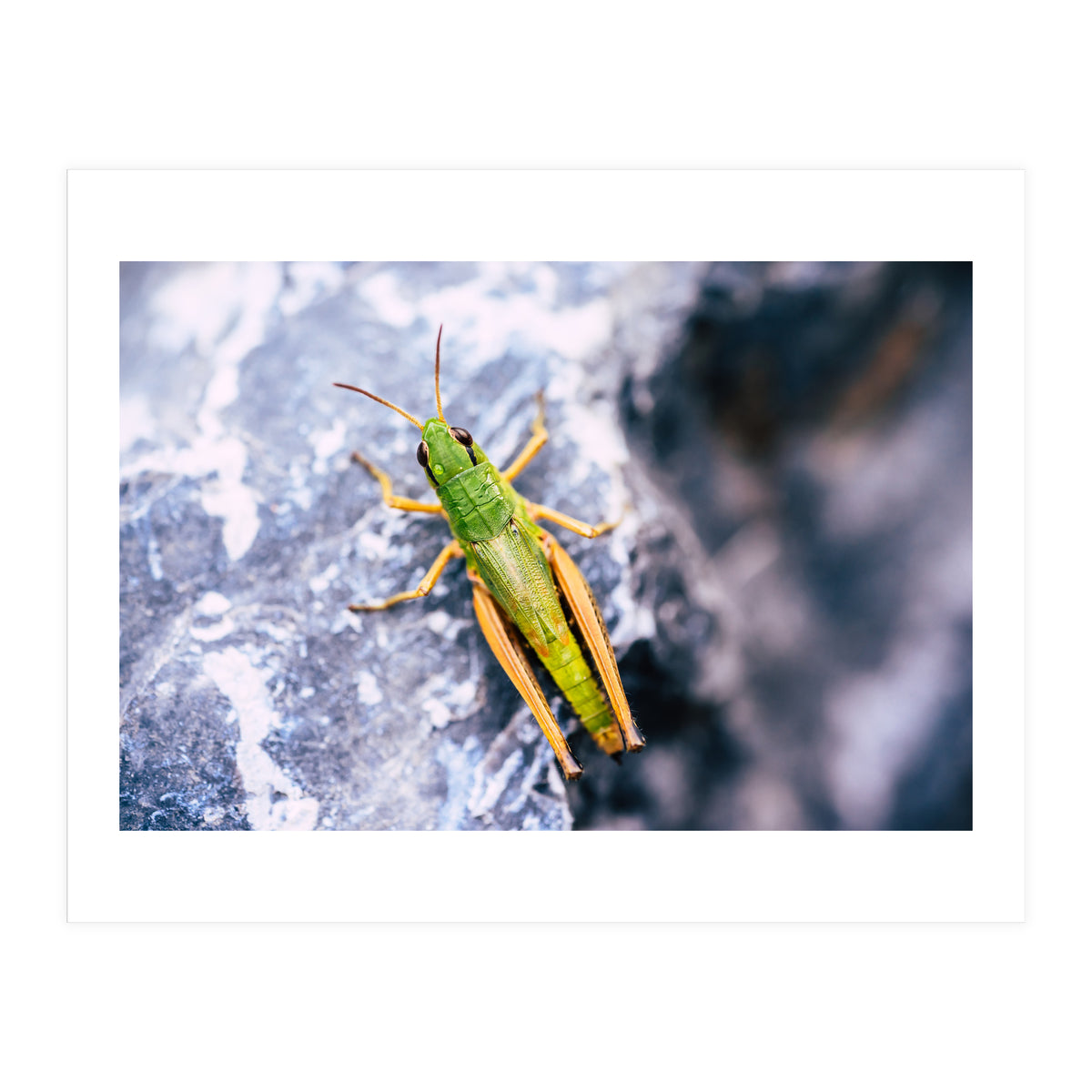 Acid Green (Print Only)