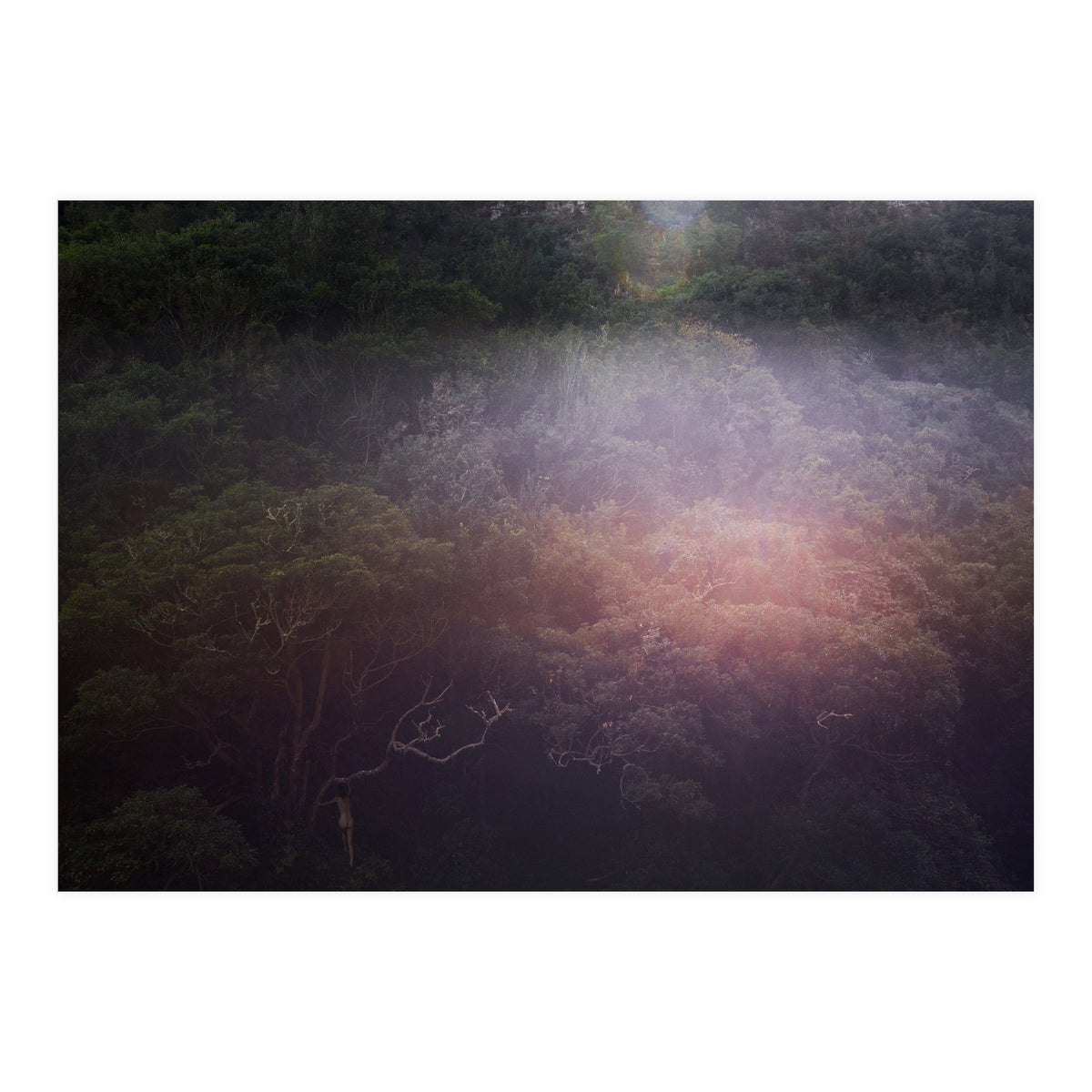 Into the Wild (Print Only)