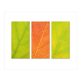 Autumn Leaves (Print Only) thumbnail