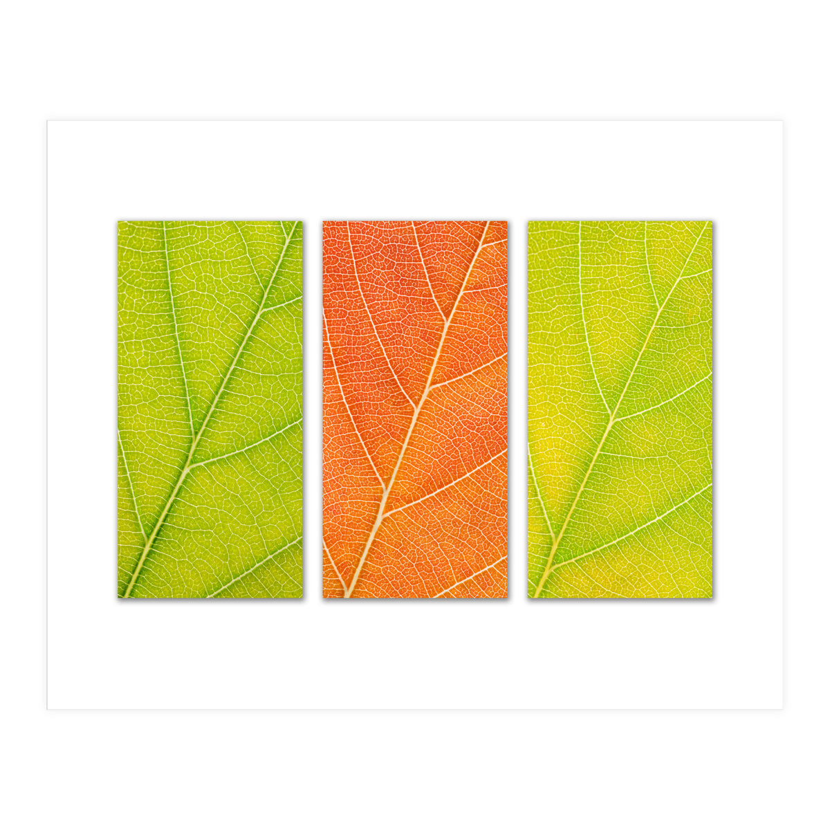 Autumn Leaves (Print Only)