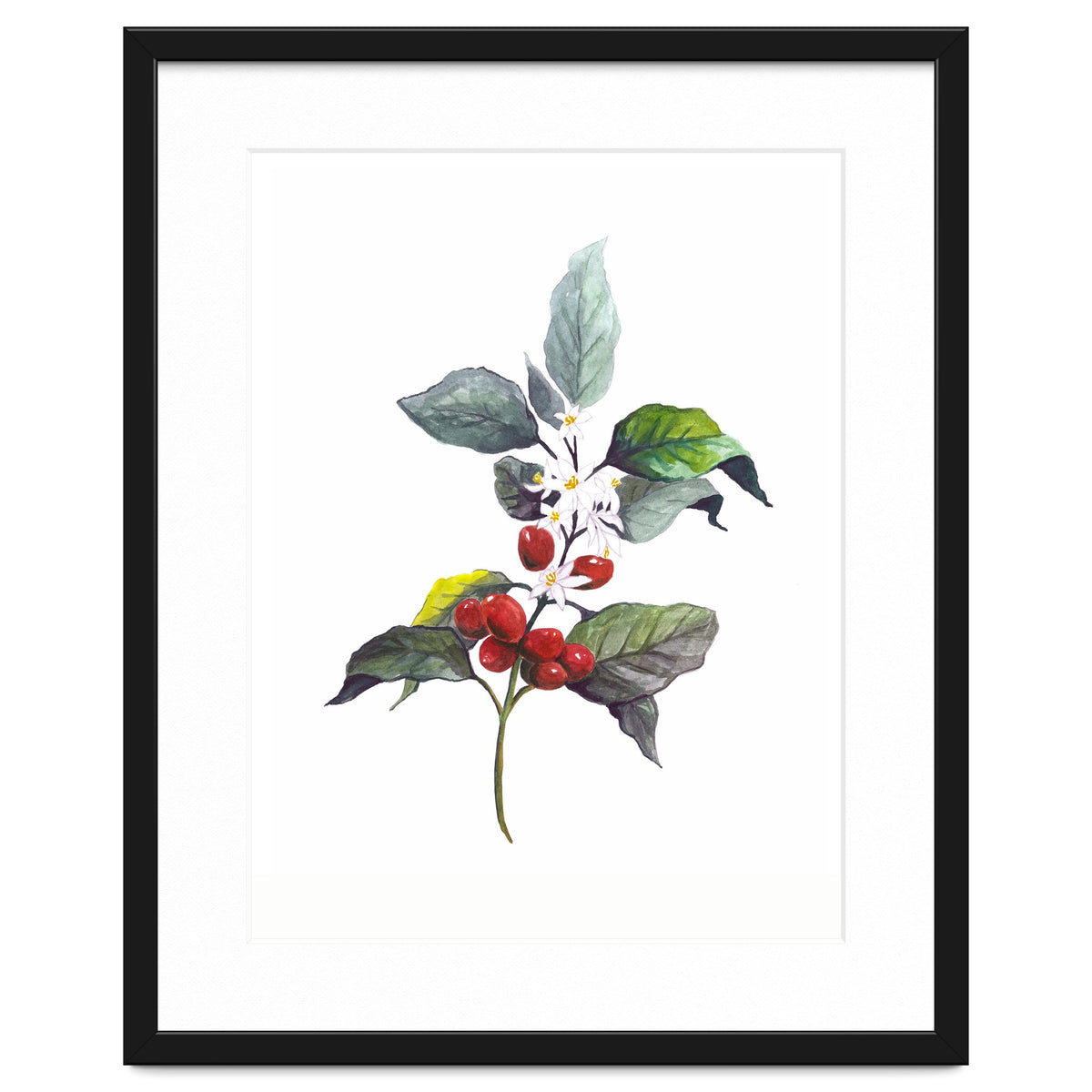 1 Botanical Illustration Kaffee Pflanze