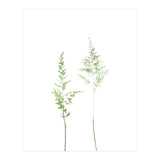 Olive Green Astilbe (Print Only) thumbnail
