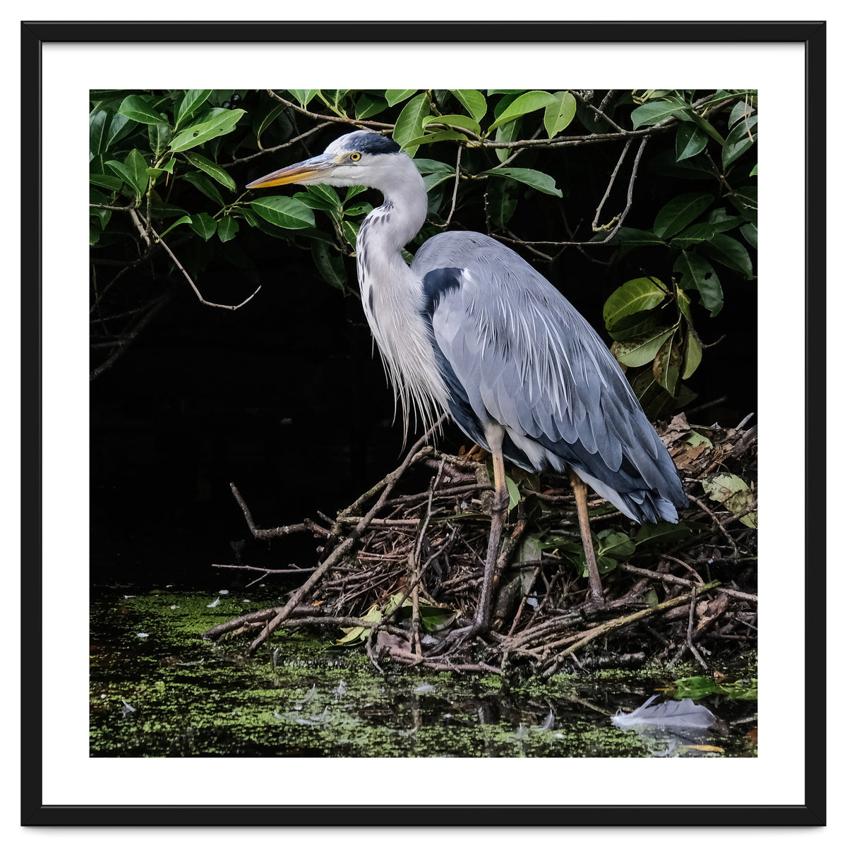 Heron