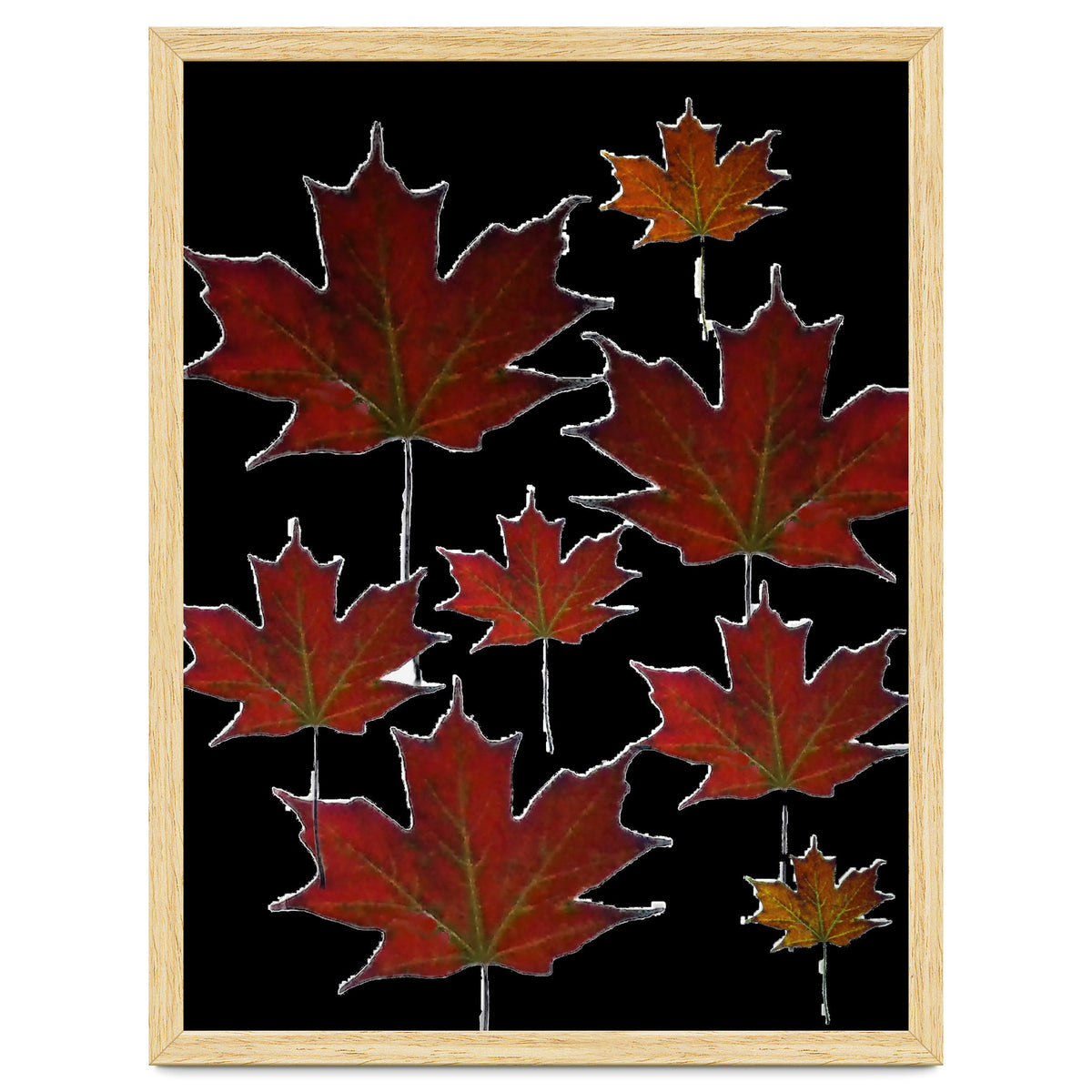 Red Autumn Leaves on Black Ground.