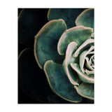 Darkside Of Succulents 4-E (Print Only) thumbnail