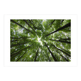 Beechwood (Print Only) thumbnail