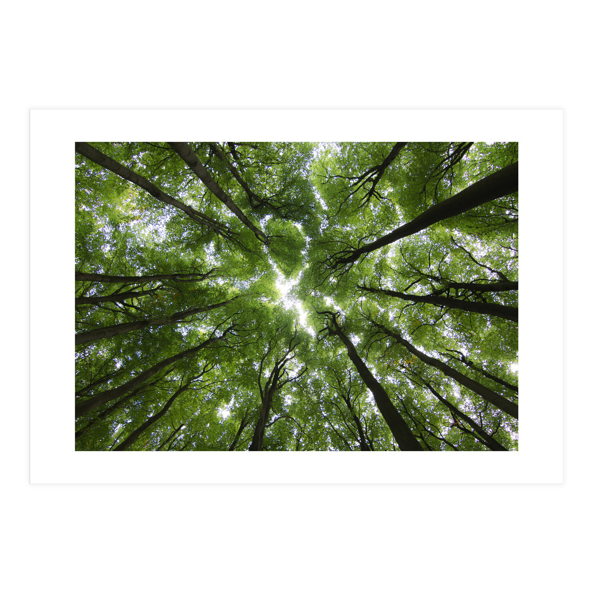 Beechwood (Print Only)