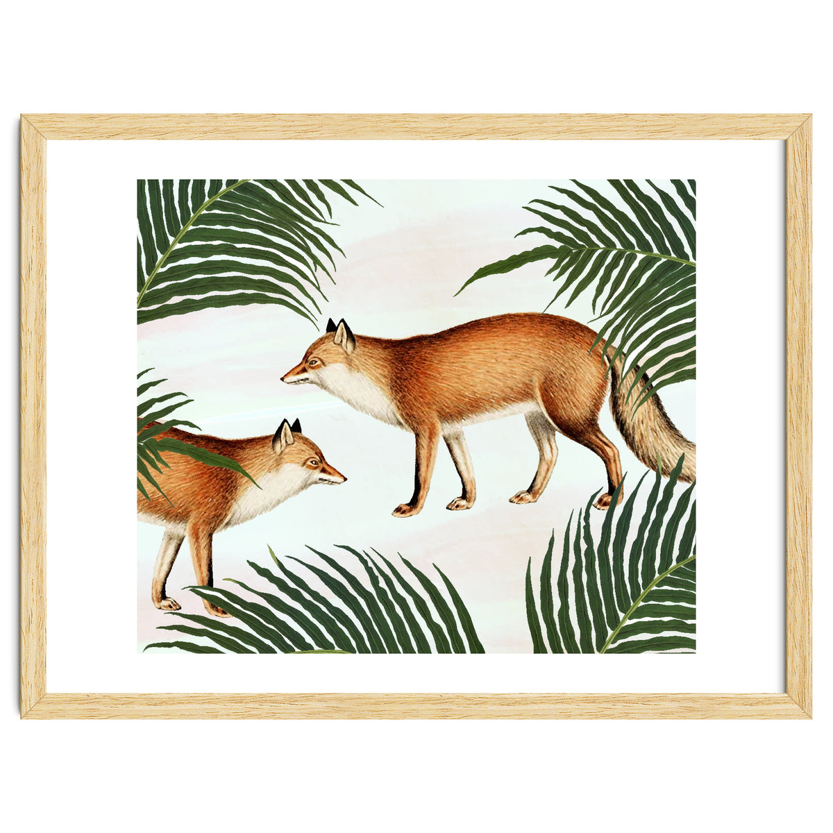 Red Fox Pair