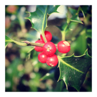 Holly berries  (Print Only)