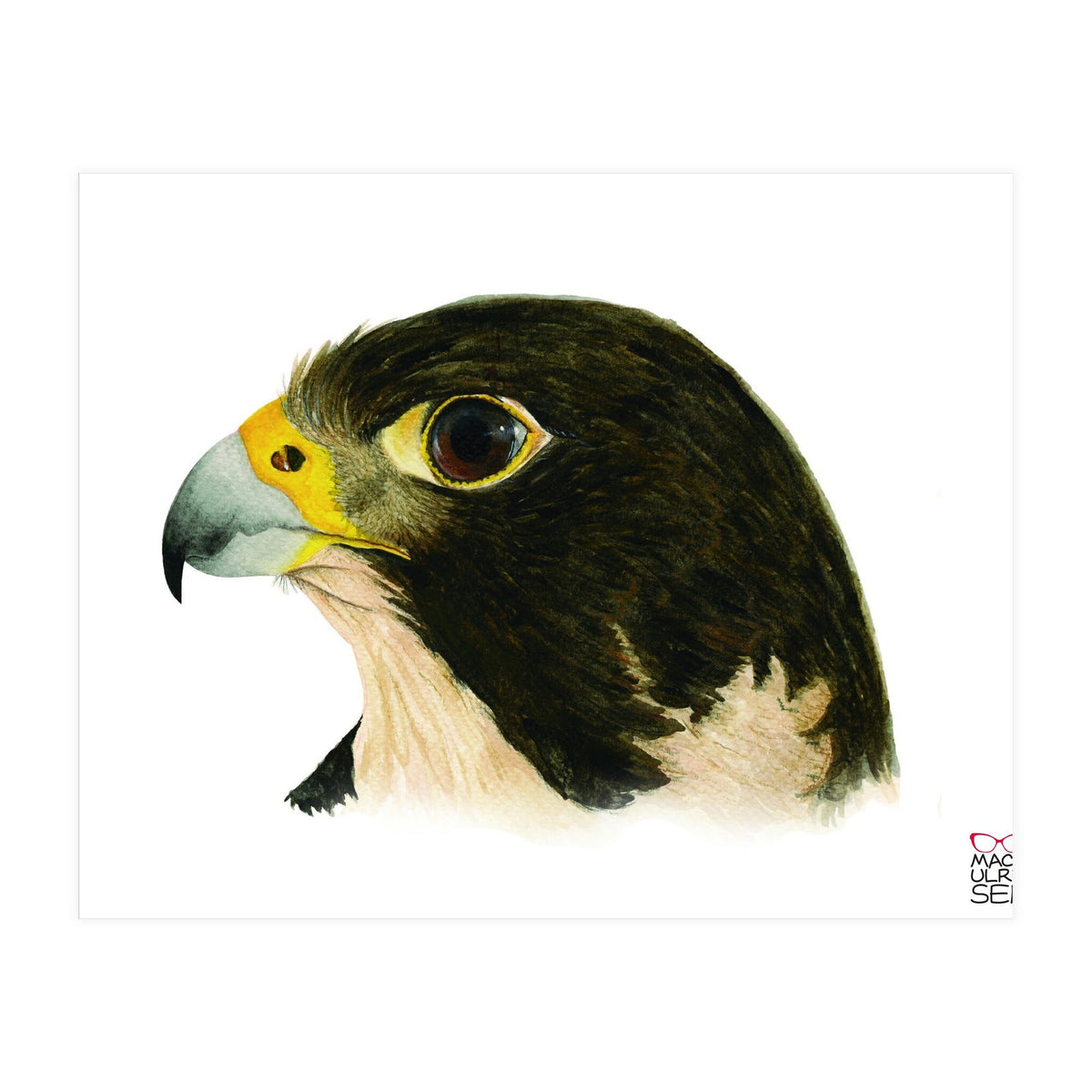 Peregrine falcon (Print Only)