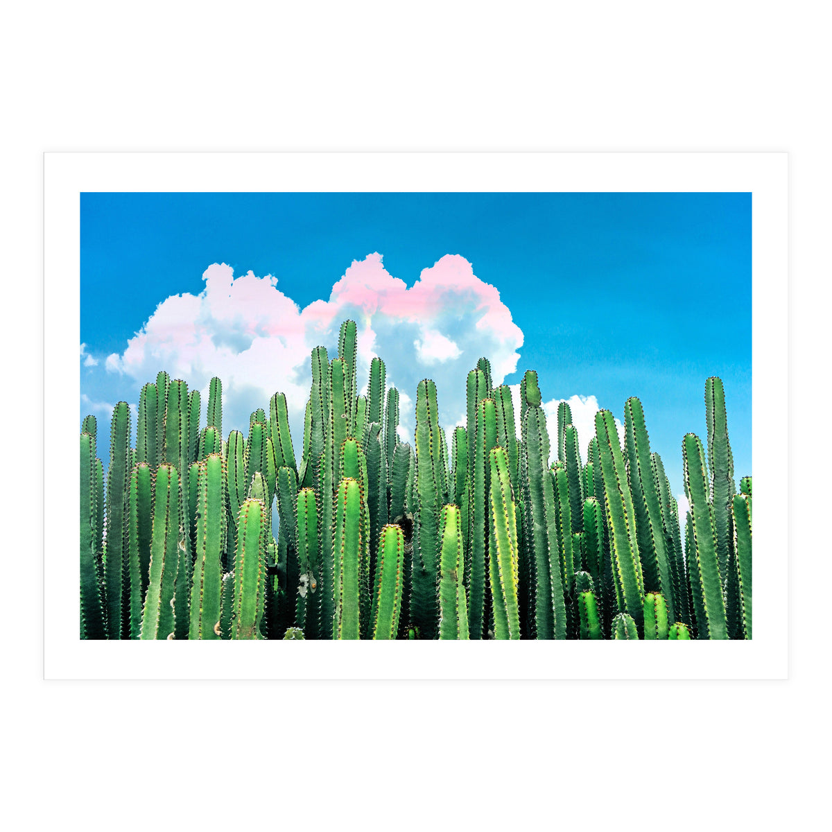Cactus Summer (Print Only)